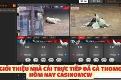 Cùng Casinomcw khám Phá Trò chơi đá gà Thomo trực tuyến 