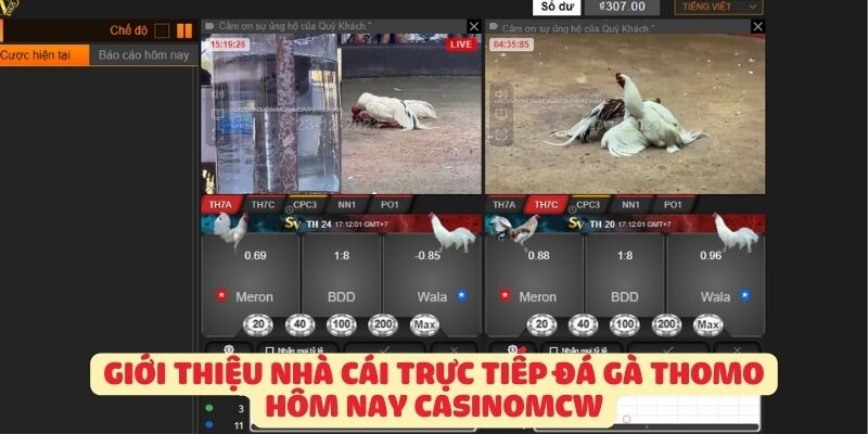 Giới thiệu nhà cái trực tiếp đá gà Thomo hôm nay casinomcw